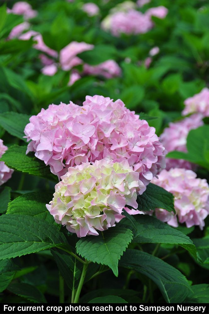 hydrangea-macrophylla-penny-mac