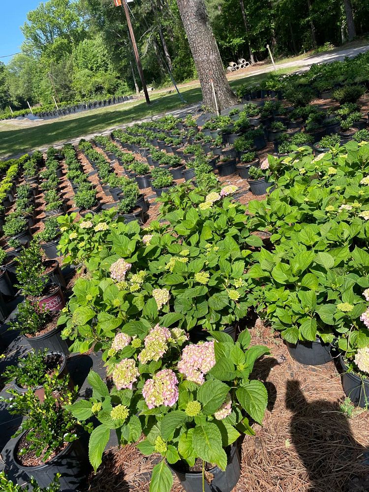 hydrangea-macrophylla-penny-mac