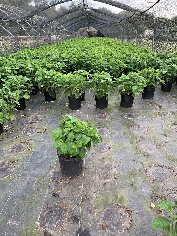 hydrangea-macrophylla-penny-mac