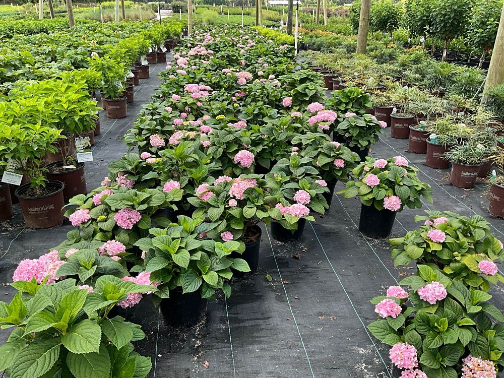 hydrangea-macrophylla-penny-mac