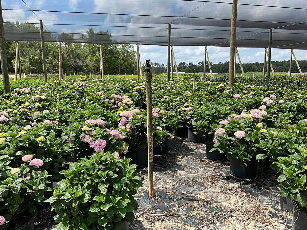 hydrangea-macrophylla-penny-mac