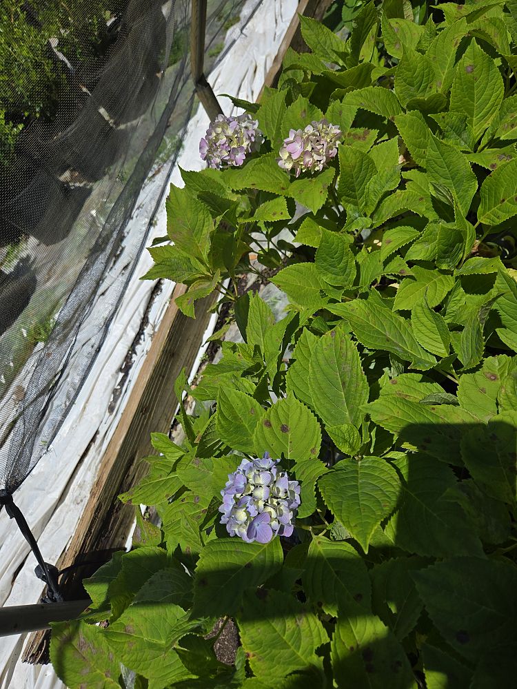 hydrangea-macrophylla-penny-mac