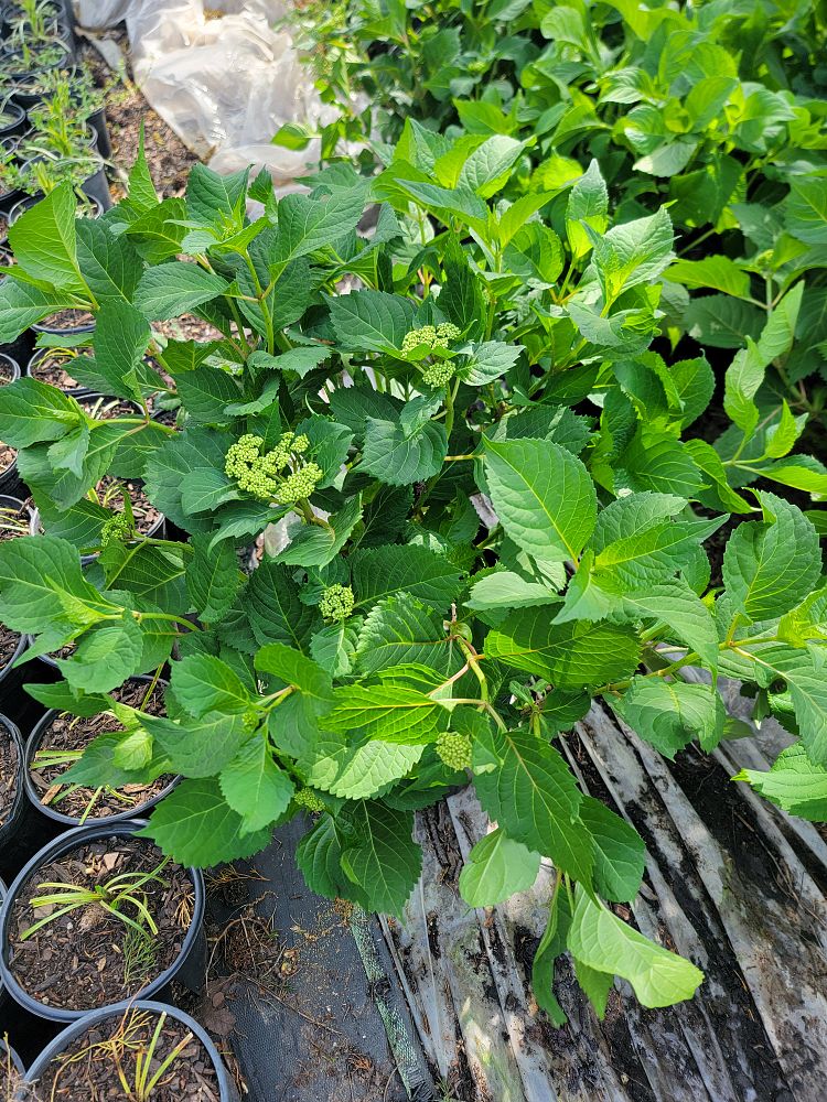 hydrangea-macrophylla-penny-mac