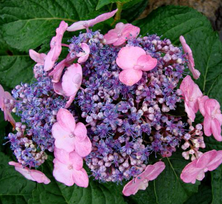 hydrangea-macrophylla-piihm-i-endless-summer-reg-twist-n-shout-reg-hydrangea