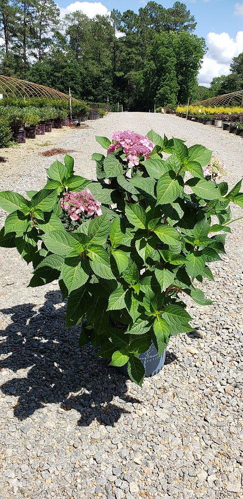 hydrangea-macrophylla-piihm-i-endless-summer-reg-twist-n-shout-reg-hydrangea