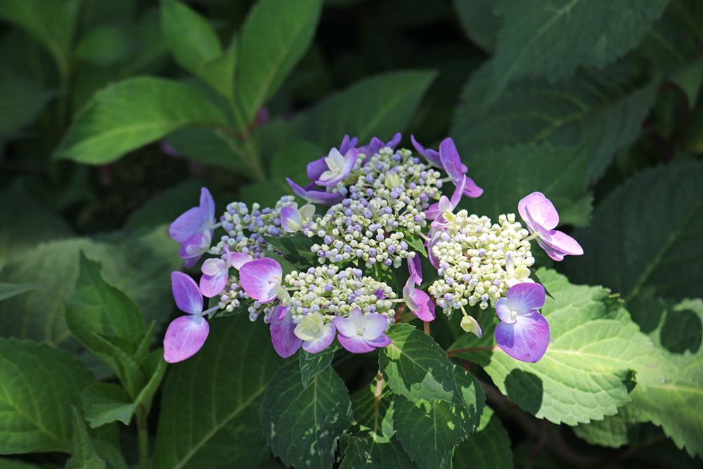 hydrangea-macrophylla-piihm-i-endless-summer-reg-twist-n-shout-reg-hydrangea