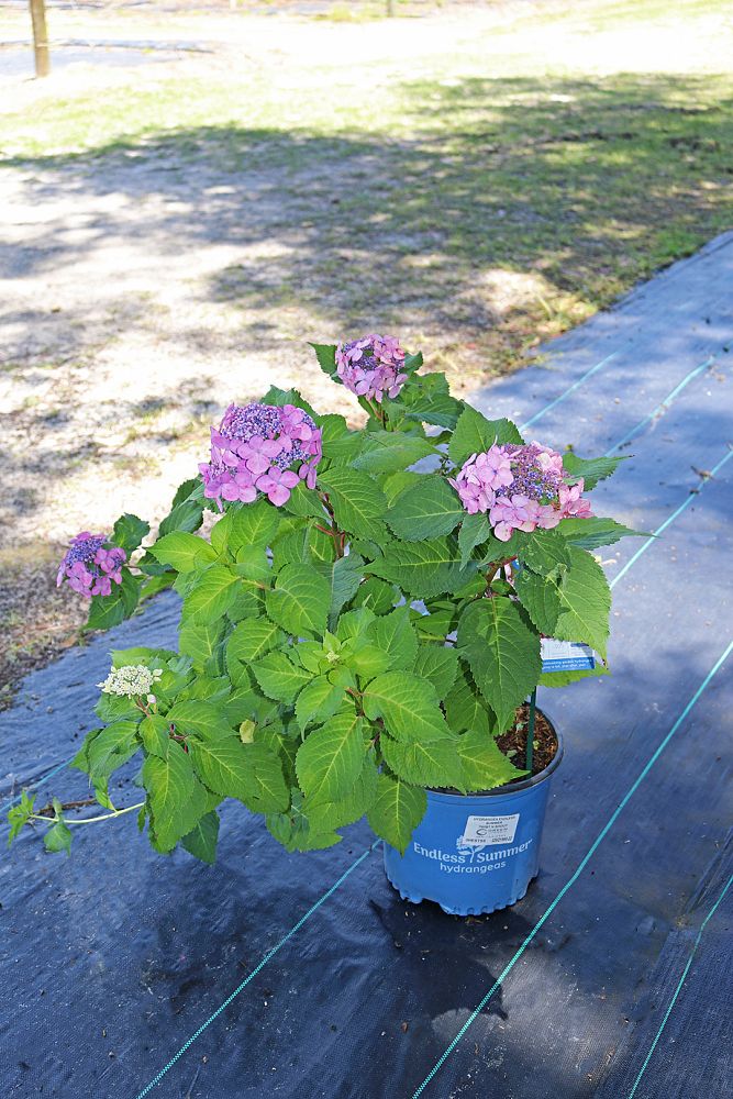 hydrangea-macrophylla-piihm-i-endless-summer-reg-twist-n-shout-reg-hydrangea