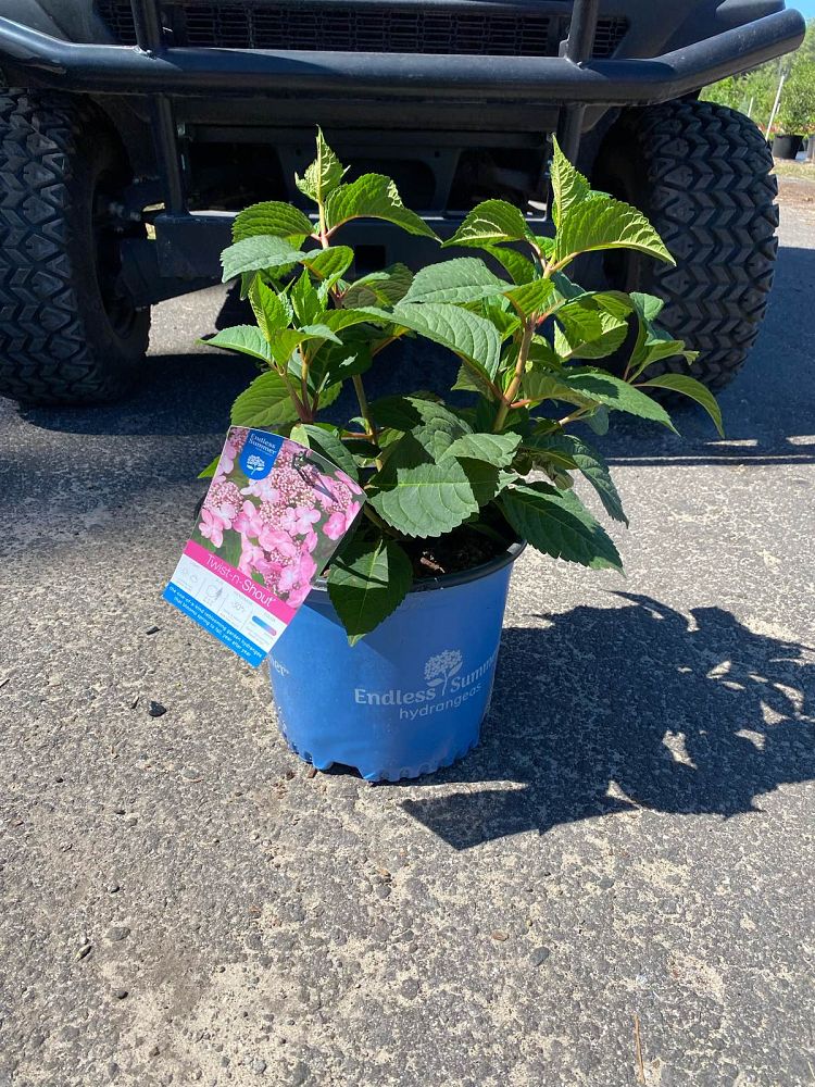 hydrangea-macrophylla-piihm-i-endless-summer-reg-twist-n-shout-reg-hydrangea