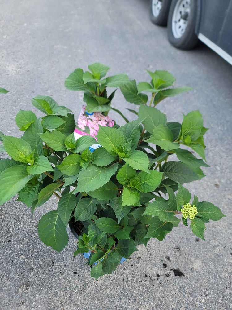 hydrangea-macrophylla-piihm-i-endless-summer-reg-twist-n-shout-reg-hydrangea