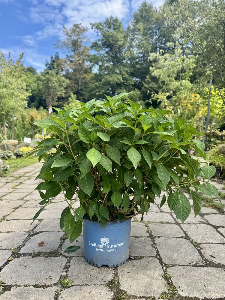 hydrangea-macrophylla-piihm-i-endless-summer-reg-twist-n-shout-reg-hydrangea