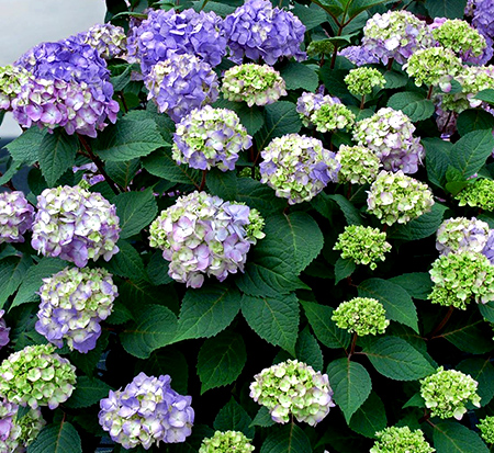 hydrangea-macrophylla-piihm-ii-endless-summer-reg-bloomstruck-reg-hydrangea