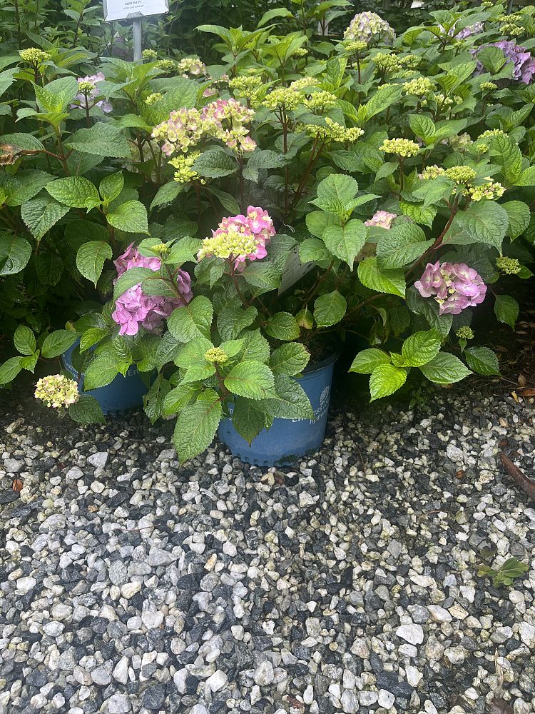 hydrangea-macrophylla-piihm-ii-endless-summer-reg-bloomstruck-reg-hydrangea