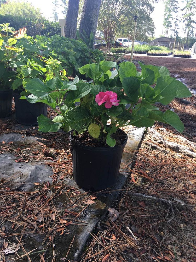 hydrangea-macrophylla-red-beauty