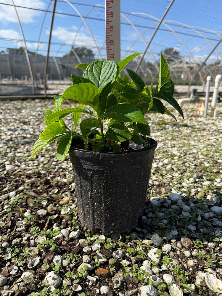 hydrangea-macrophylla-red-beauty