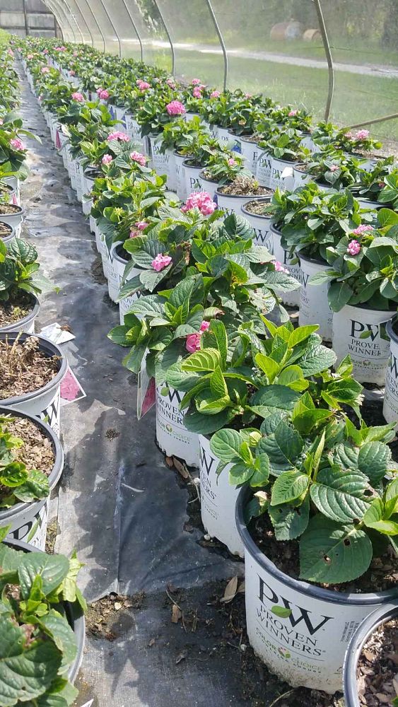 hydrangea-macrophylla-smhmtau-let-s-dance-reg-blue-jangles-reg-bigleaf-hydrangea