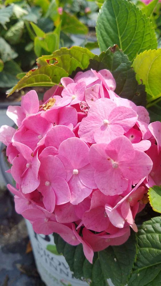 hydrangea-macrophylla-smhmtau-let-s-dance-reg-blue-jangles-reg-bigleaf-hydrangea