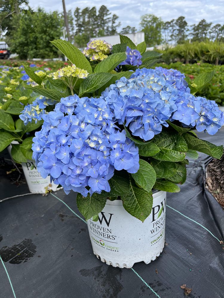 hydrangea-macrophylla-smhmtau-let-s-dance-reg-blue-jangles-reg-bigleaf-hydrangea