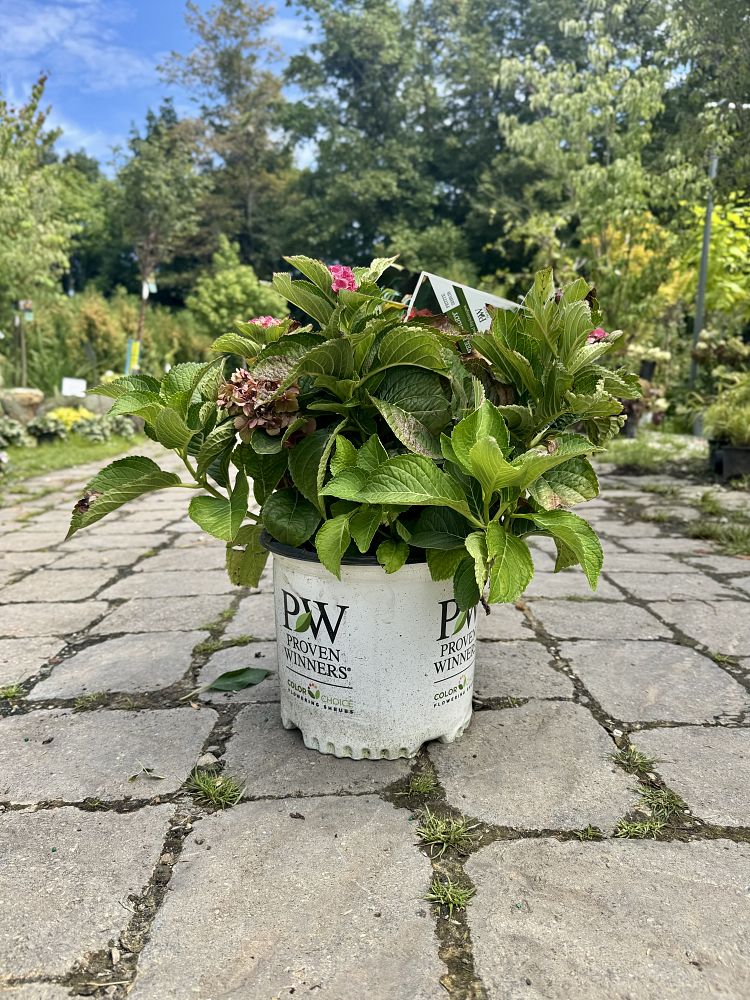 hydrangea-macrophylla-smnhml-wee-bit-giddy-reg-hydrangea