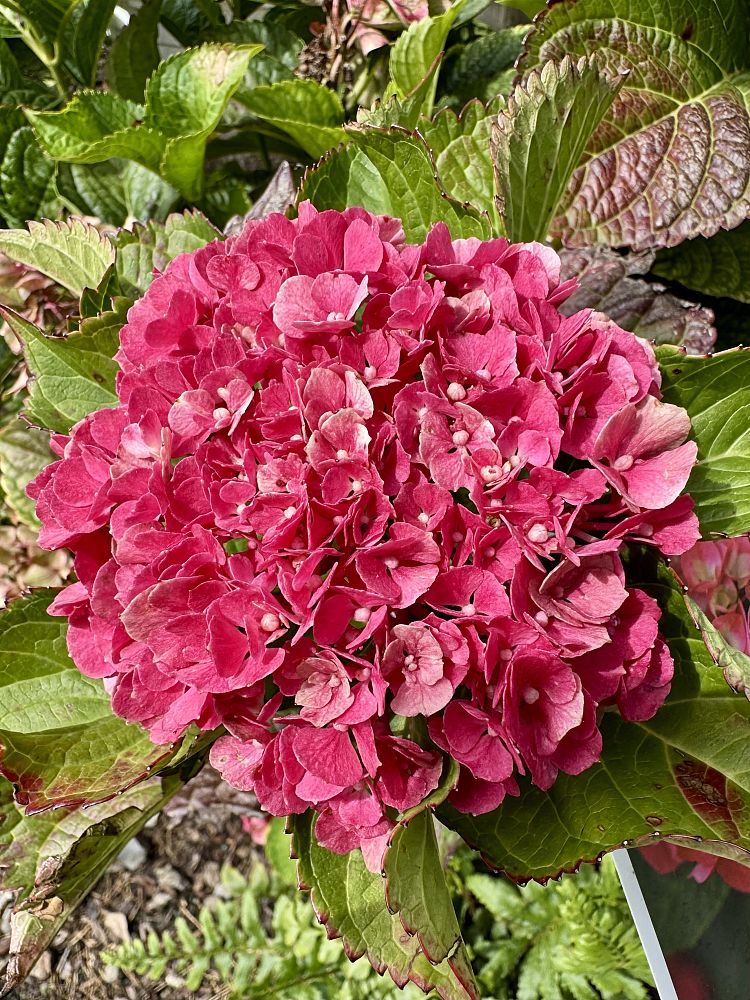 hydrangea-macrophylla-smnhml-wee-bit-giddy-reg-hydrangea