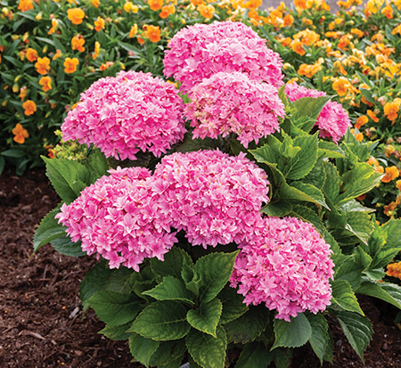 hydrangea-macrophylla-starfield-bigleaf-hydrangea