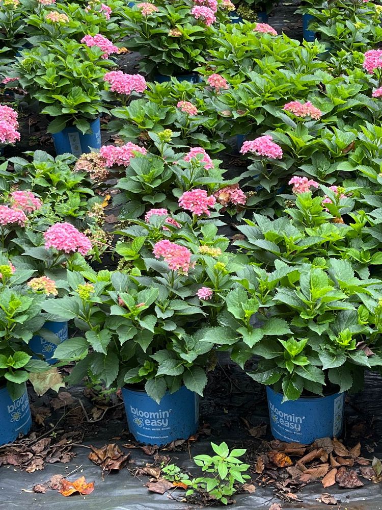 hydrangea-macrophylla-starfield-bigleaf-hydrangea