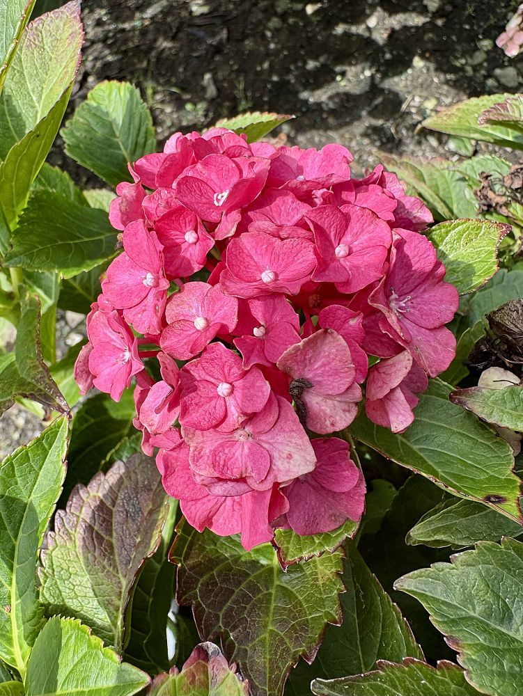 hydrangea-macrophylla-stragrum-wee-bit-grumpy-reg-hydrangea