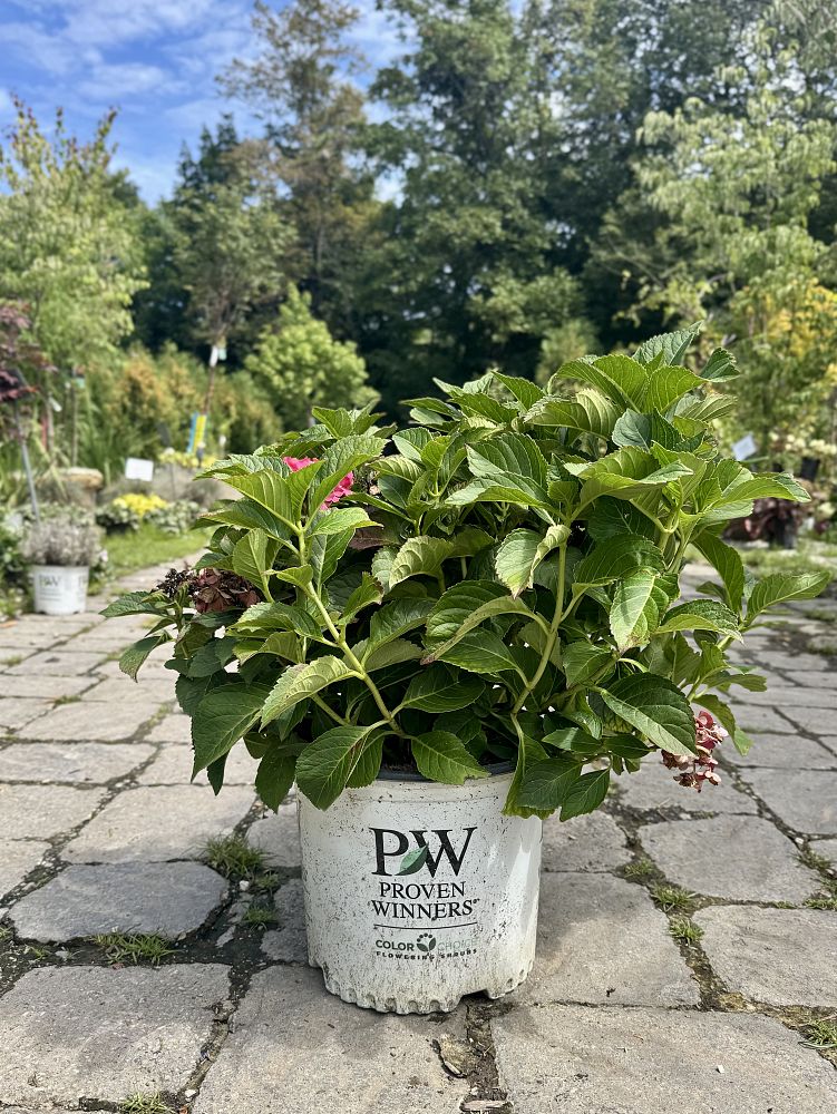 hydrangea-macrophylla-stragrum-wee-bit-grumpy-reg-hydrangea