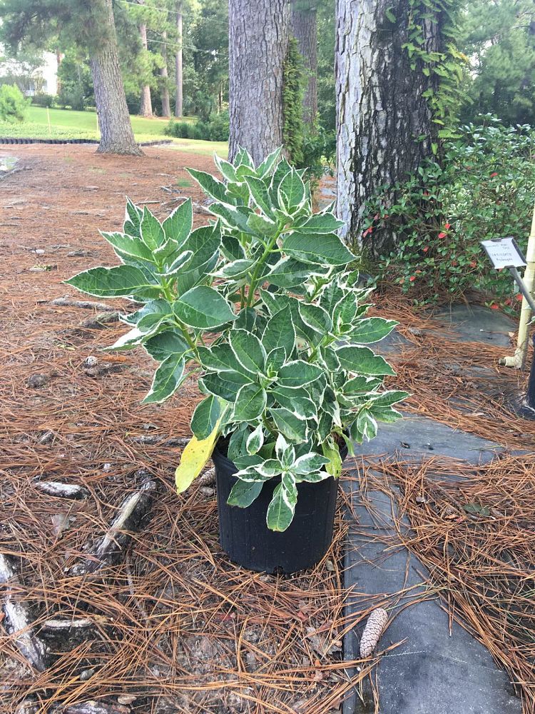 hydrangea-macrophylla-variegata