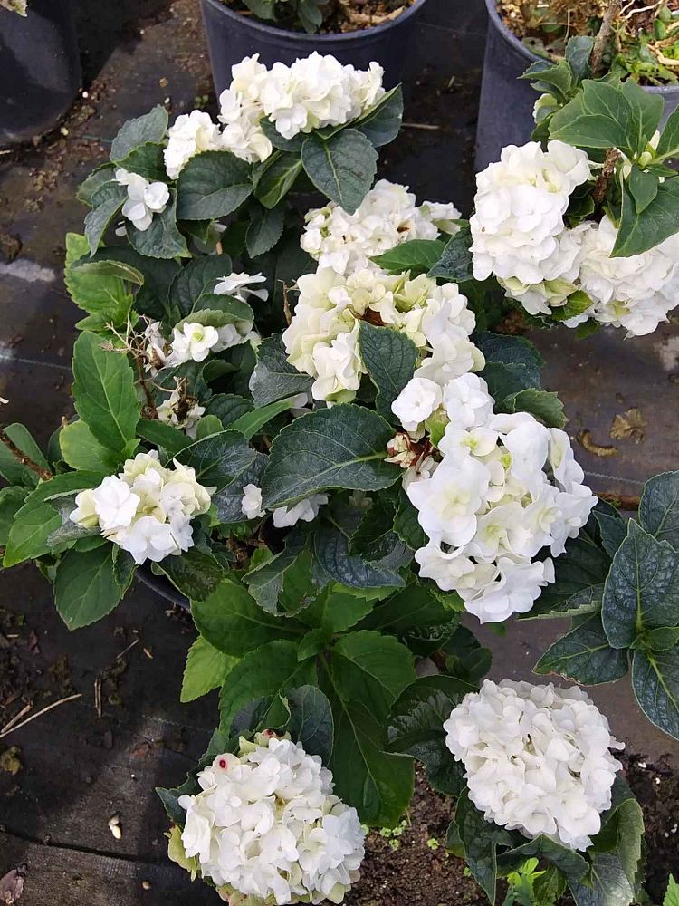 hydrangea-macrophylla-wedding-gown