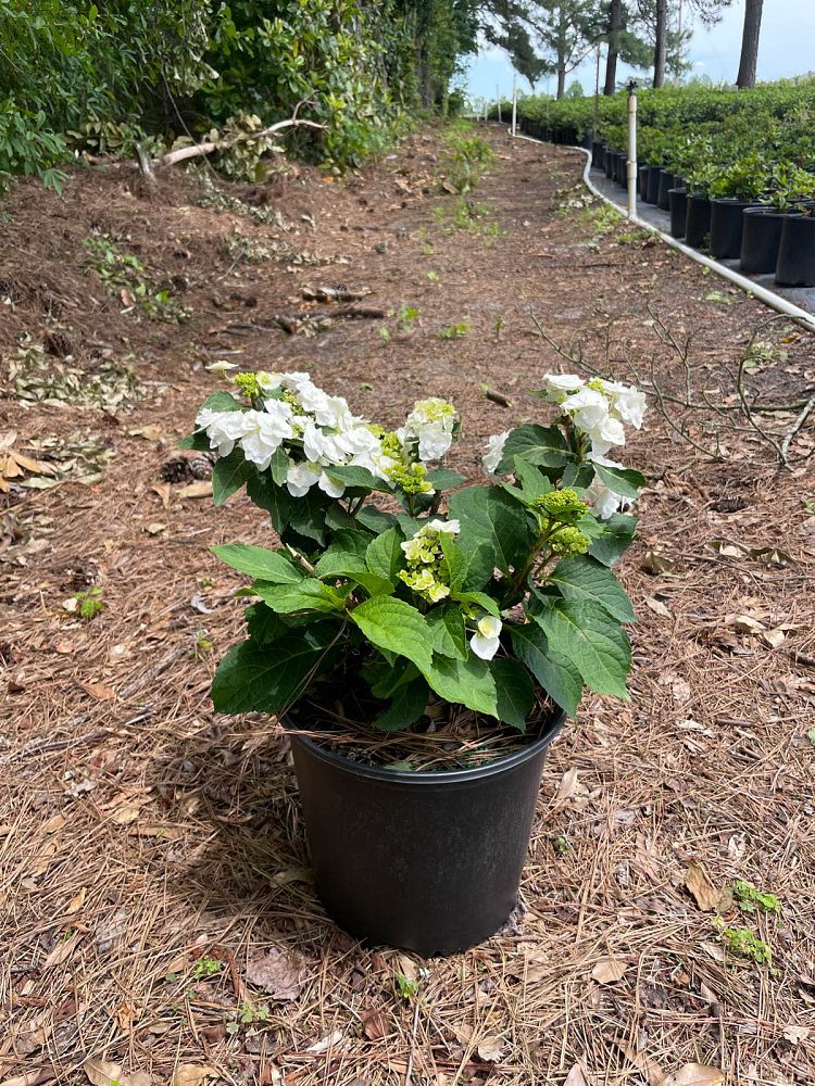 hydrangea-macrophylla-wedding-gown