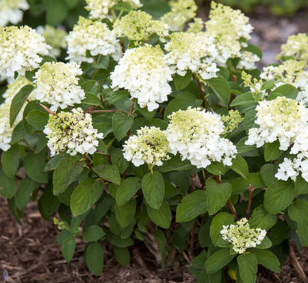 hydrangea-paniculata-bailpanone-little-hottie-trade-hydrangea