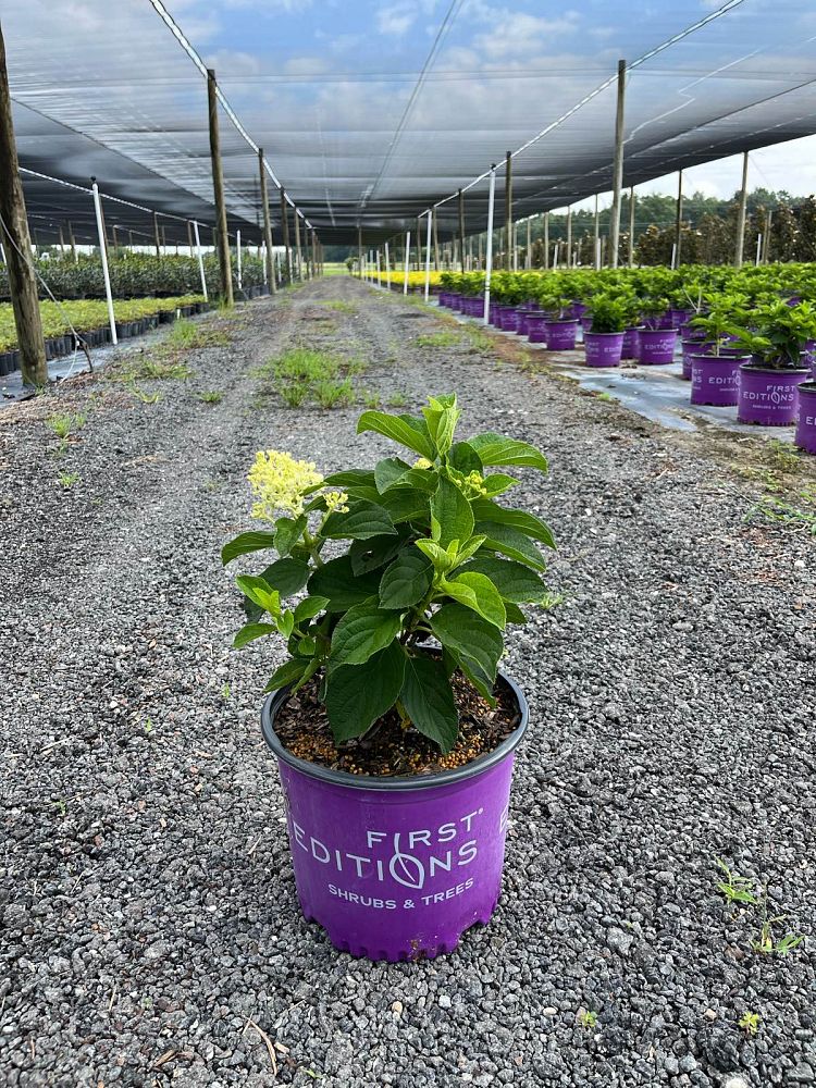 hydrangea-paniculata-bailpanone-little-hottie-trade-hydrangea