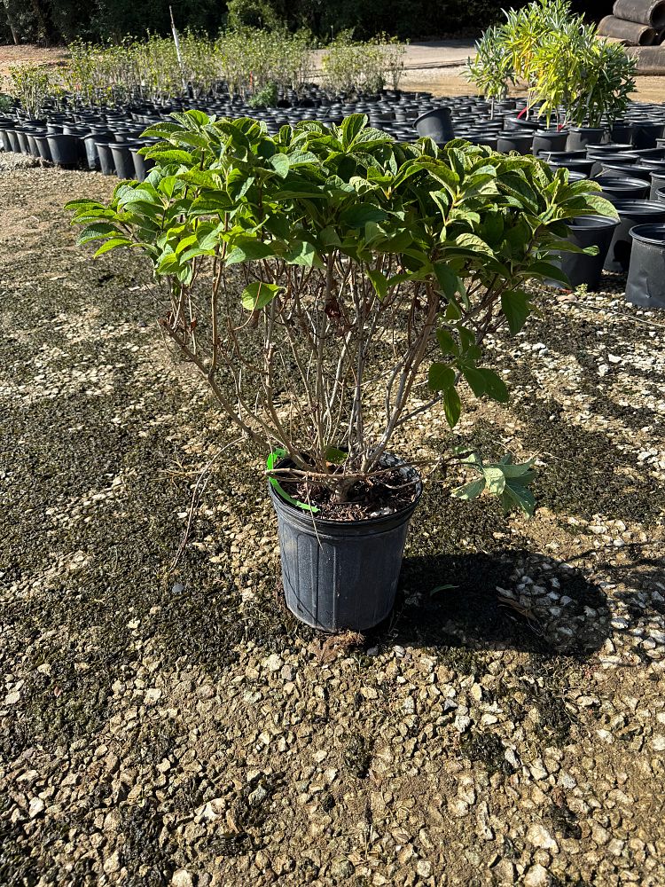 hydrangea-paniculata-bailpanone-little-hottie-trade-hydrangea