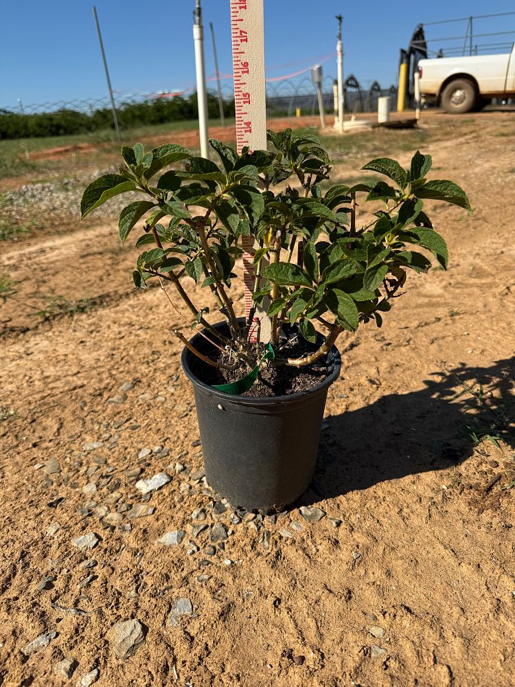 hydrangea-paniculata-bailpanone-little-hottie-trade-hydrangea