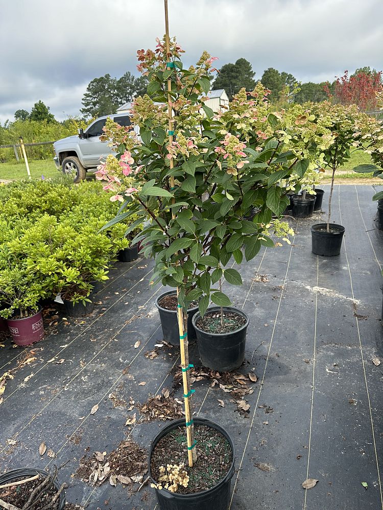hydrangea-paniculata-bulk-quick-fire-reg-hardy-hydrangea