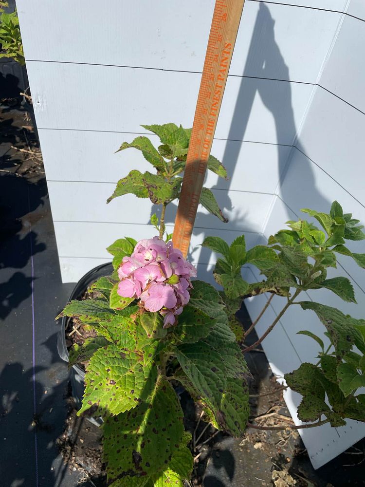 hydrangea-paniculata-compacta-panicle-hydrangea-compact-peegee