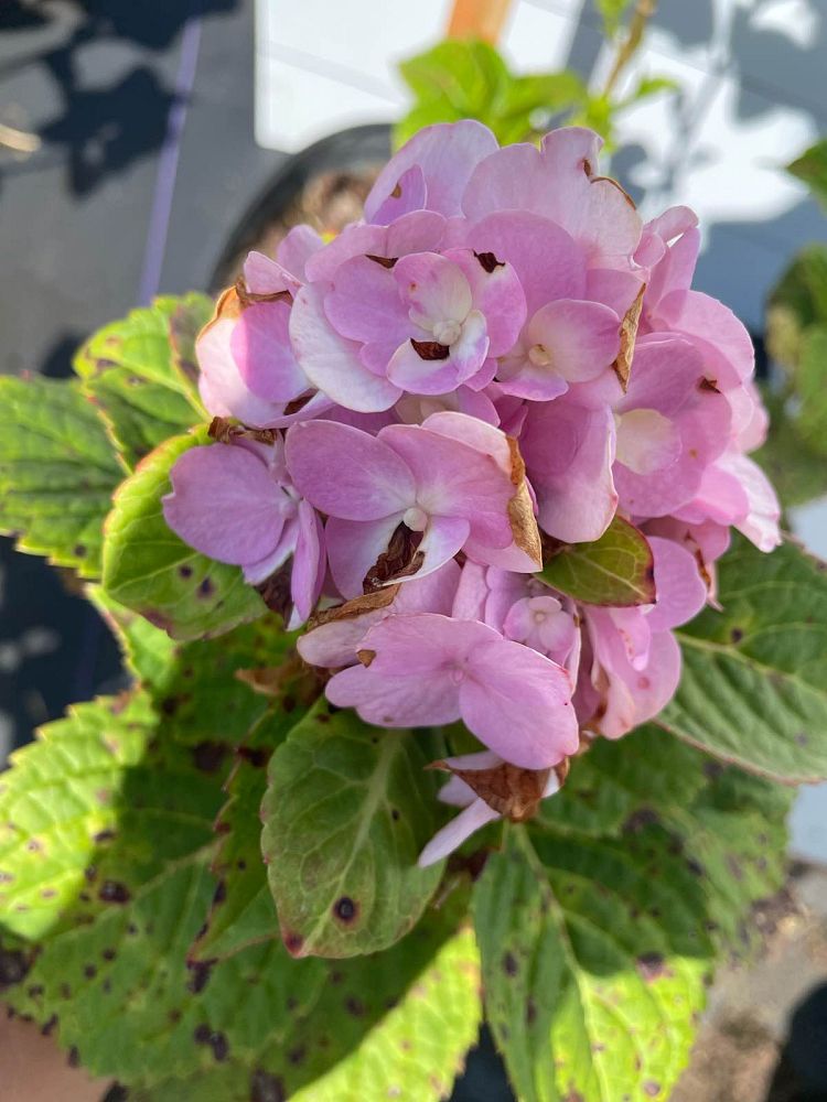 hydrangea-paniculata-compacta-panicle-hydrangea-compact-peegee
