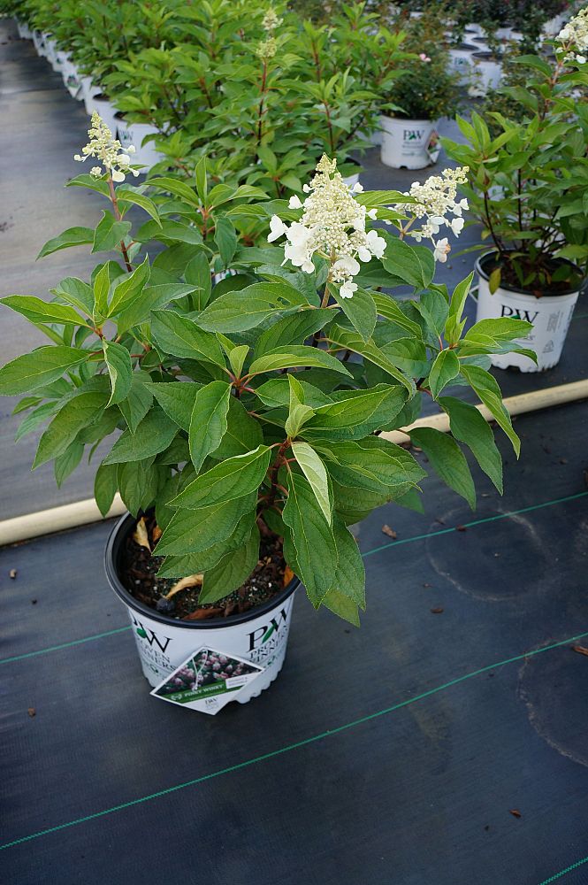 hydrangea-paniculata-dvppinky-pinky-winky-reg-hardy-hydrangea