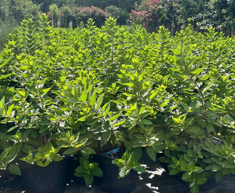 hydrangea-paniculata-grandiflora-panicle-hydrangea-peegee