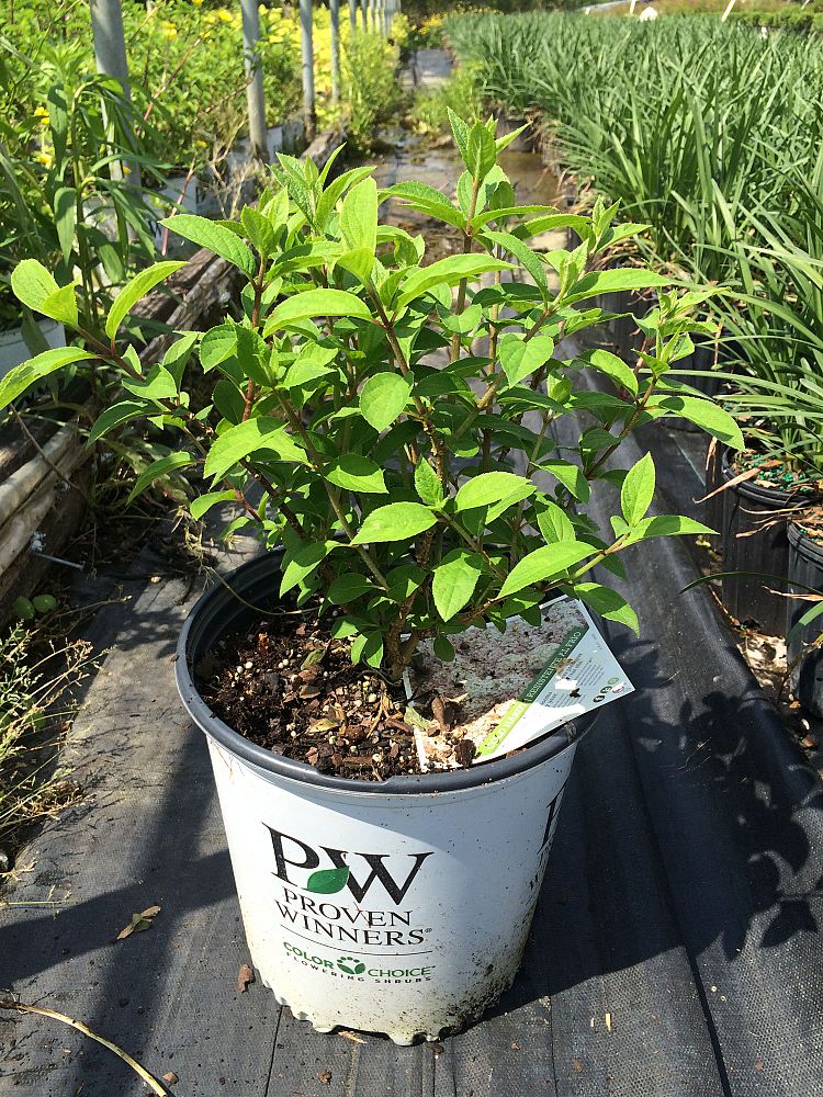 hydrangea-paniculata-ilvobo-bobo-reg-hardy-hydrangea