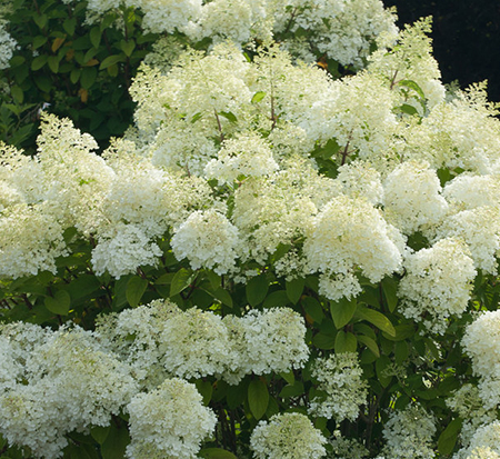 hydrangea-paniculata-ilvobo-bobo-reg-hardy-hydrangea
