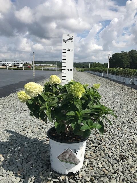 hydrangea-paniculata-ilvobo-bobo-reg-hardy-hydrangea