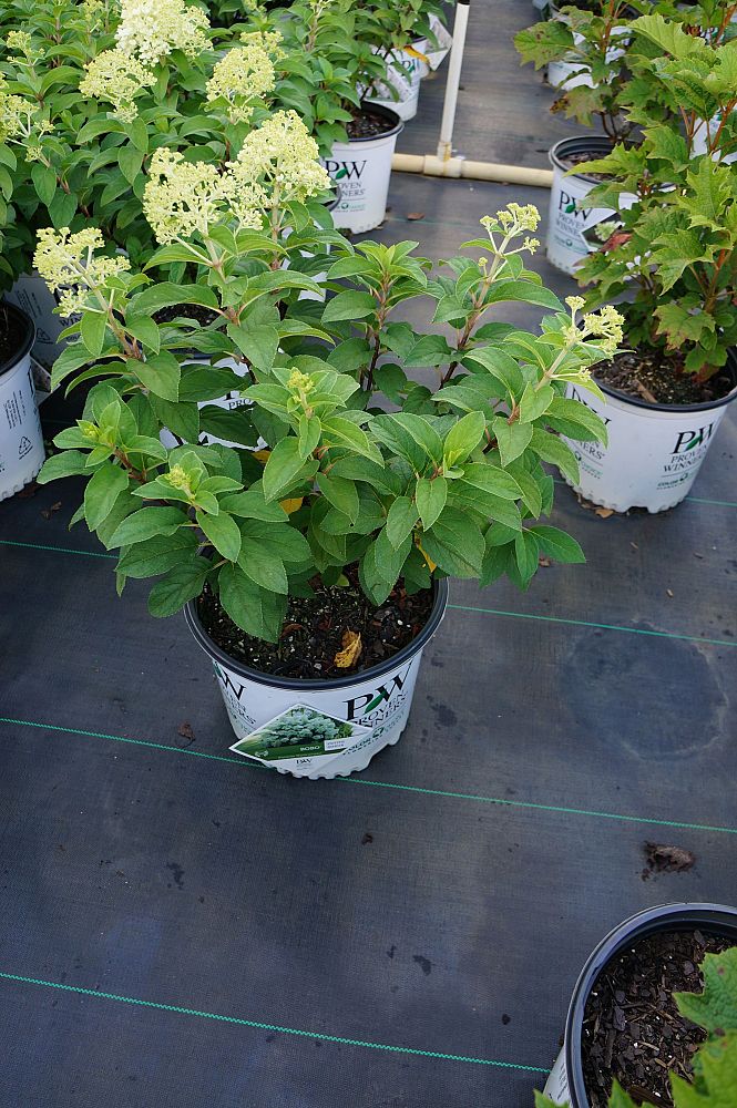 hydrangea-paniculata-ilvobo-bobo-reg-hardy-hydrangea