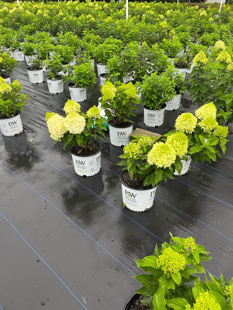 hydrangea-paniculata-ilvobo-bobo-reg-hardy-hydrangea