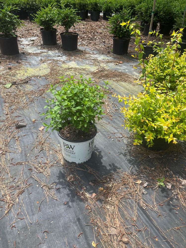 hydrangea-paniculata-ilvobo-bobo-reg-hardy-hydrangea