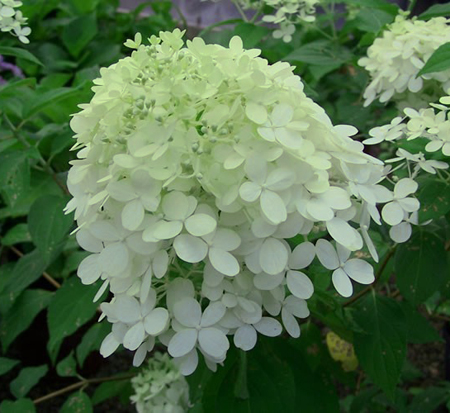 hydrangea-paniculata-jane-little-lime-reg-hardy-hydrangea