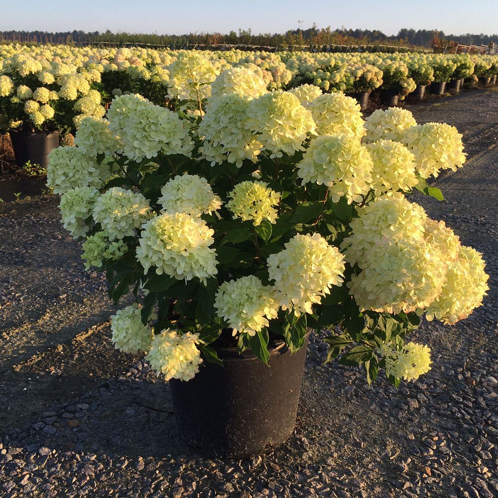 hydrangea-paniculata-jane-little-lime-reg-hardy-hydrangea