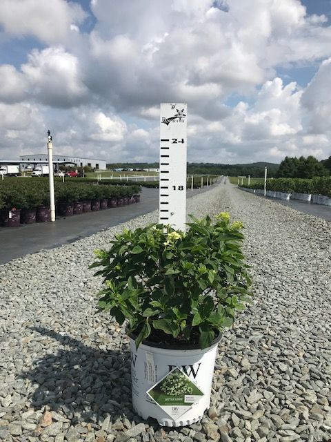 hydrangea-paniculata-jane-little-lime-reg-hardy-hydrangea