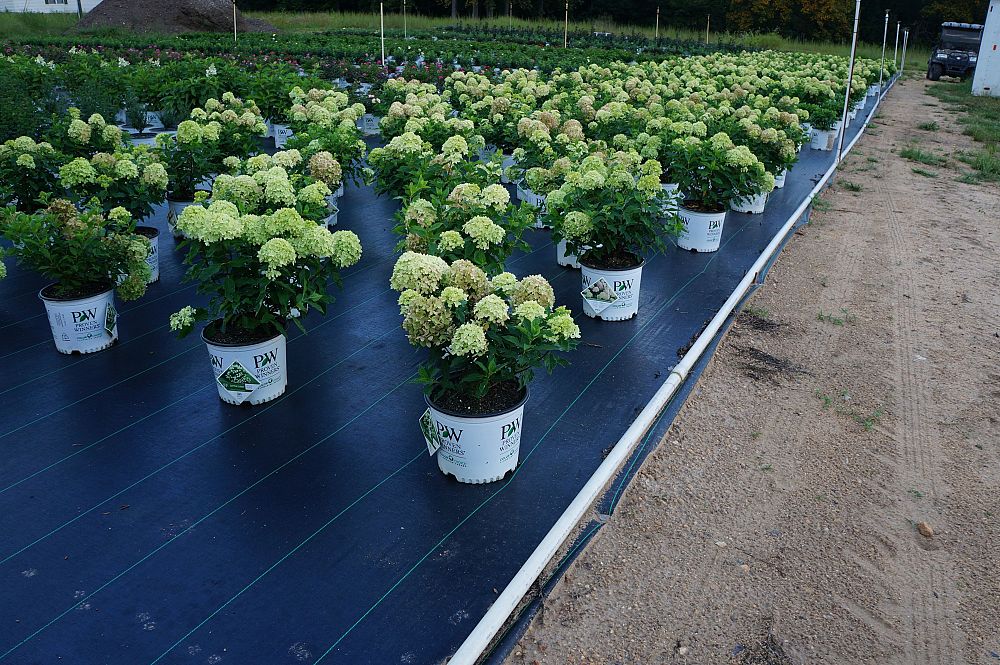 hydrangea-paniculata-jane-little-lime-reg-hardy-hydrangea