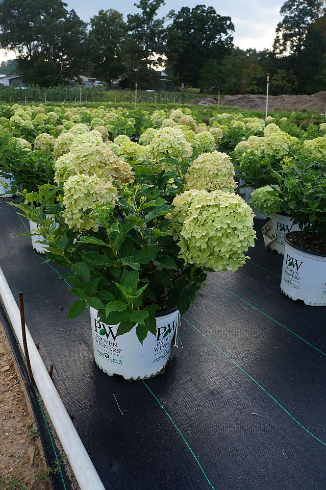 hydrangea-paniculata-jane-little-lime-reg-hardy-hydrangea
